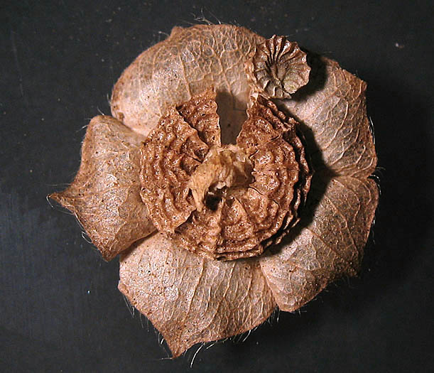 Detailed Picture 6 of Malva parviflora
