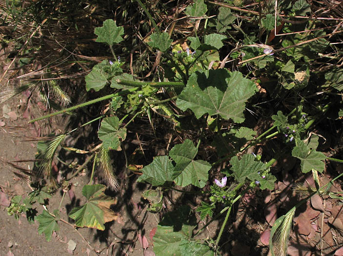Detailed Picture 4 of Malva nicaeensis