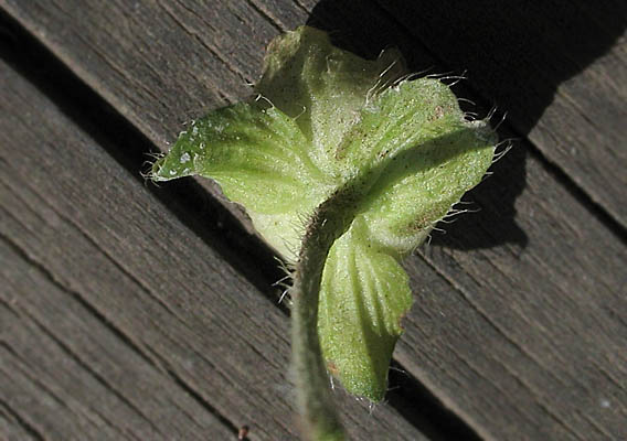 Detailed Picture 6 of Malva nicaeensis