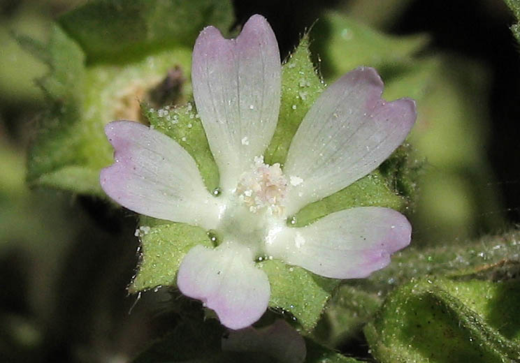Detailed Picture 1 of Malva parviflora