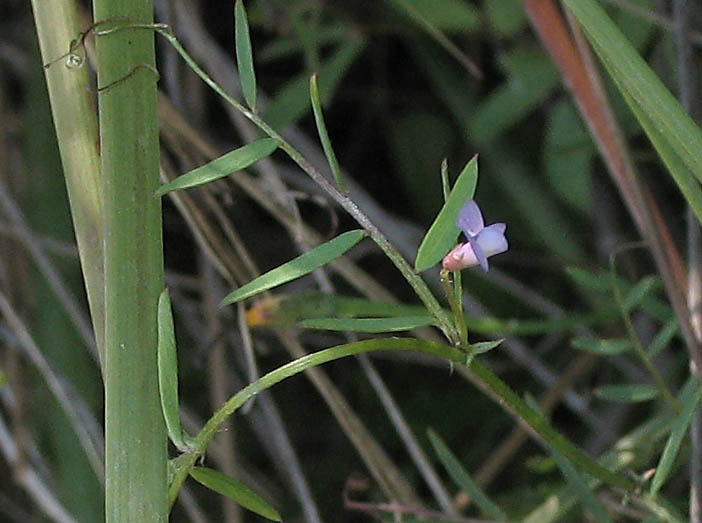 Detailed Picture 5 of Vicia ludoviciana ssp. ludoviciana