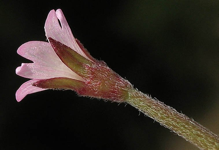 Detailed Picture 2 of Epilobium ciliatum ssp. ciliatum