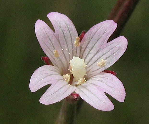 Detailed Picture 1 of Epilobium ciliatum ssp. ciliatum