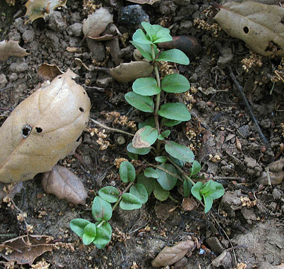 Detailed Picture 5 of Veronica serpyllifolia ssp. serpyllifolia