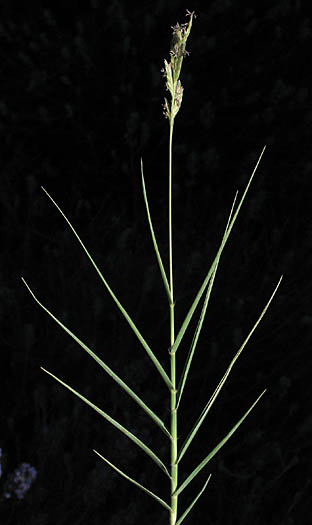 Detailed Picture 2 of Distichlis spicata