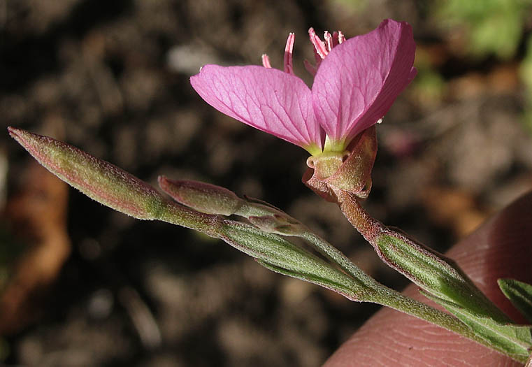Detailed Picture 4 of Oenothera rosea