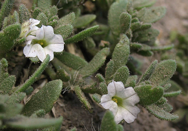 Detailed Picture 2 of Petunia parviflora