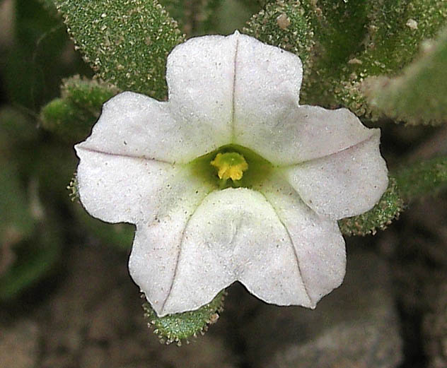 Detailed Picture 1 of Petunia parviflora