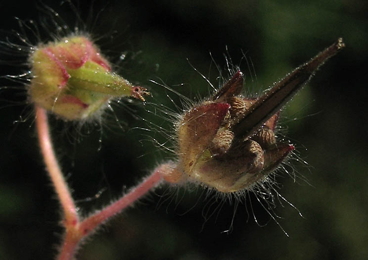 Detailed Picture 8 of Geranium molle