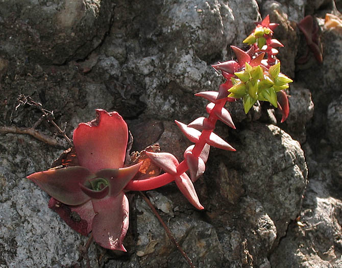 Detailed Picture 4 of Dudleya cymosa ssp. ovatifolia