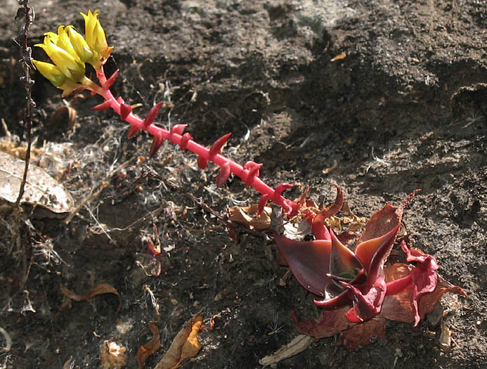 Detailed Picture 5 of Dudleya cymosa ssp. ovatifolia