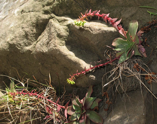 Detailed Picture 6 of Dudleya cymosa ssp. ovatifolia