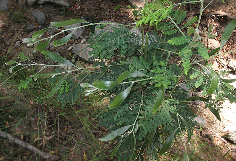 Detailed Picture 7 of Acacia melanoxylon