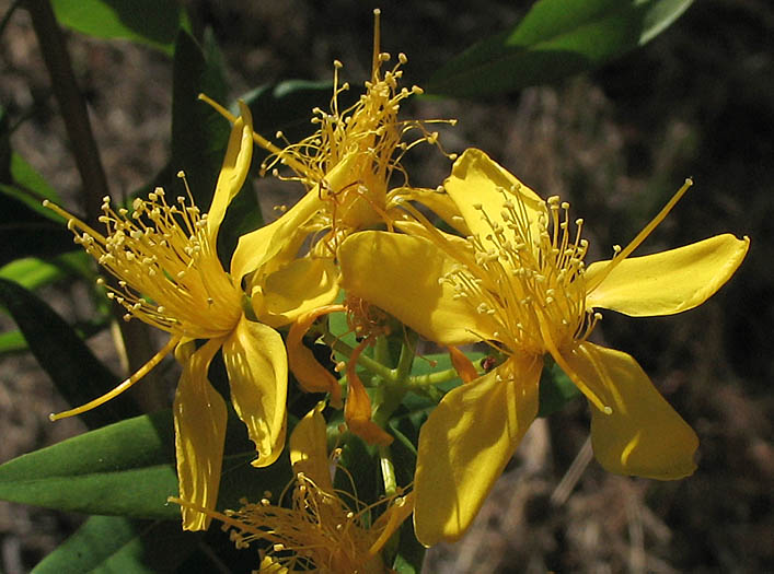 Detailed Picture 1 of Hypericum canariense