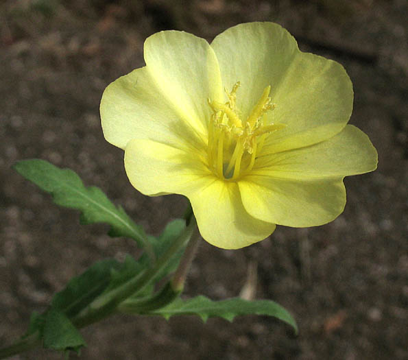 Detailed Picture 2 of Oenothera laciniata