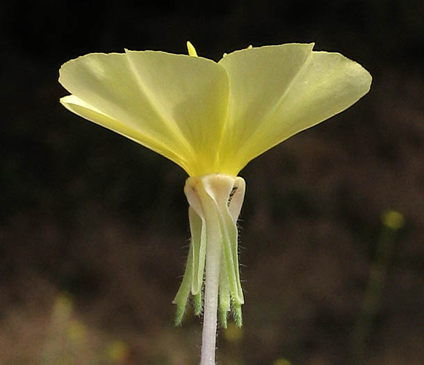 Detailed Picture 3 of Oenothera laciniata