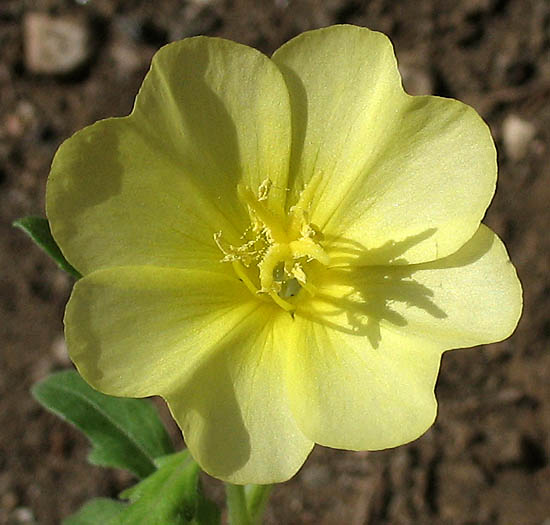 Detailed Picture 1 of Oenothera laciniata