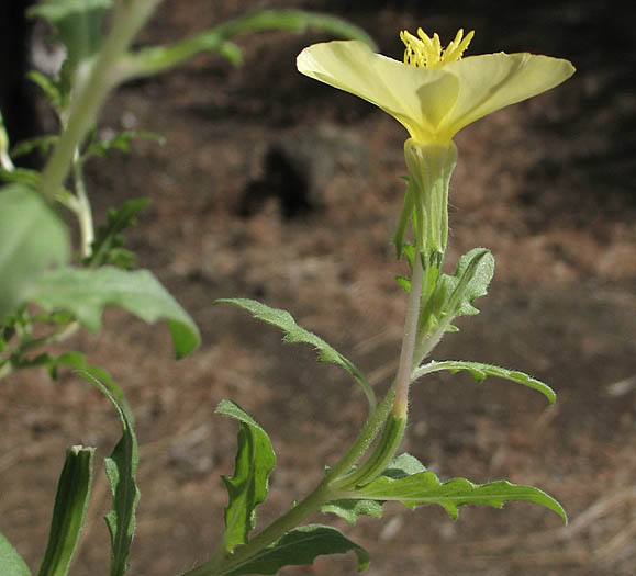 Detailed Picture 4 of Oenothera laciniata