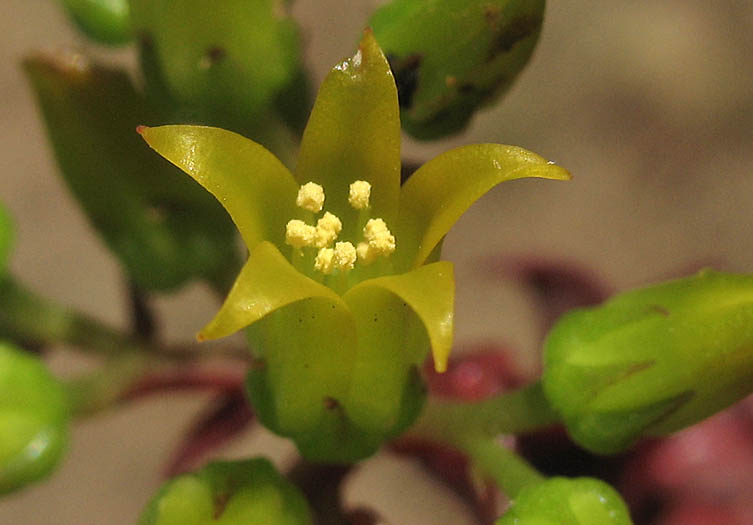Detailed Picture 1 of Dudleya cymosa ssp. ovatifolia