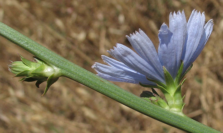 Detailed Picture 3 of Cichorium intybus