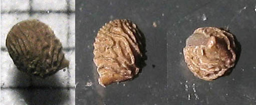 Detailed Picture 9 of Geranium molle