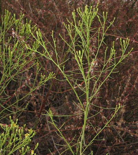 Detailed Picture 4 of Gutierrezia californica