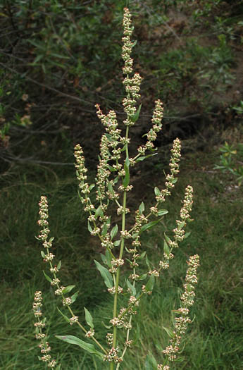 Detailed Picture 4 of Rumex conglomeratus
