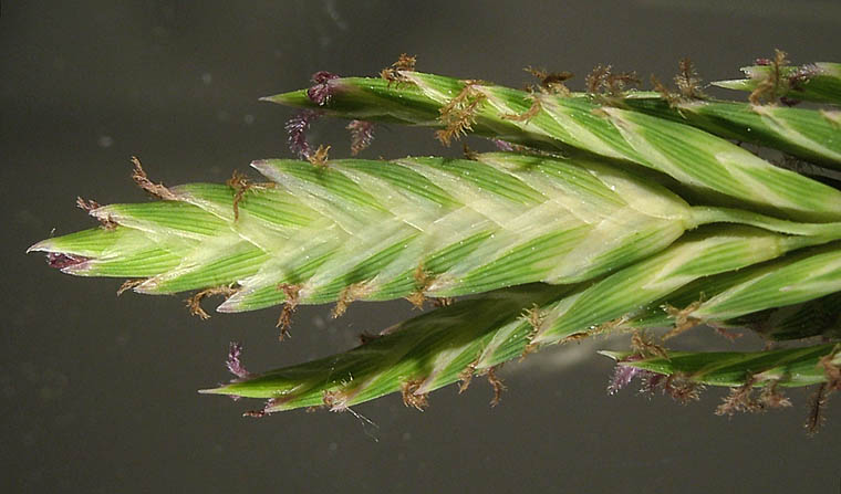 Detailed Picture 8 of Distichlis spicata