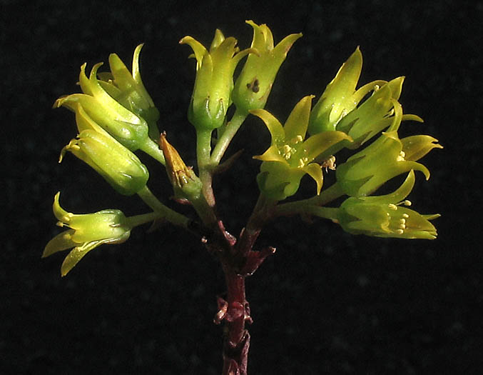 Detailed Picture 3 of Dudleya cymosa ssp. ovatifolia