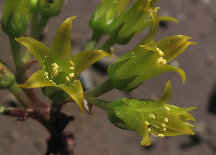 Detailed Picture 2 of Dudleya cymosa ssp. ovatifolia