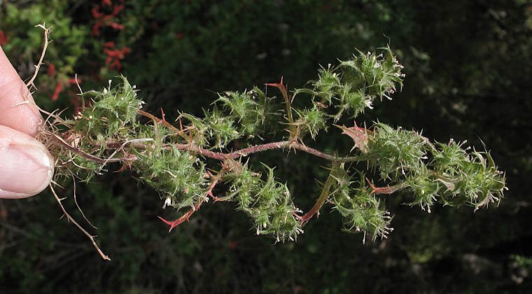 Detailed Picture 6 of Navarretia hamata ssp. leptantha