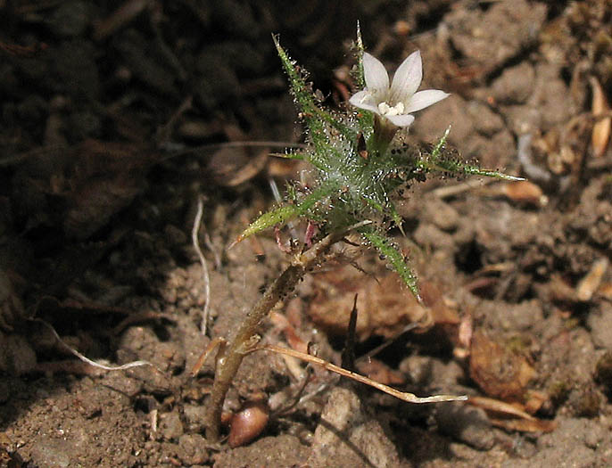 Detailed Picture 3 of Navarretia hamata ssp. leptantha