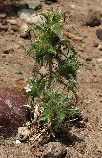 Detailed Picture 5 of Navarretia hamata ssp. leptantha