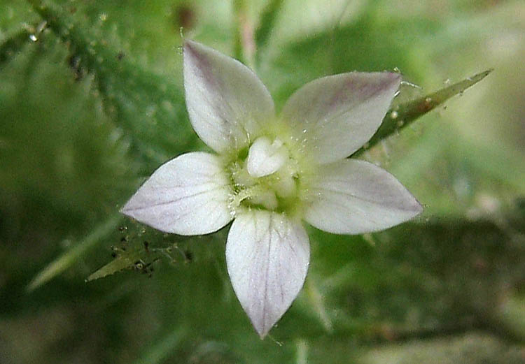 Detailed Picture 1 of Navarretia hamata ssp. leptantha
