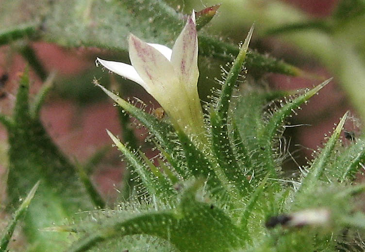 Detailed Picture 2 of Navarretia hamata ssp. leptantha