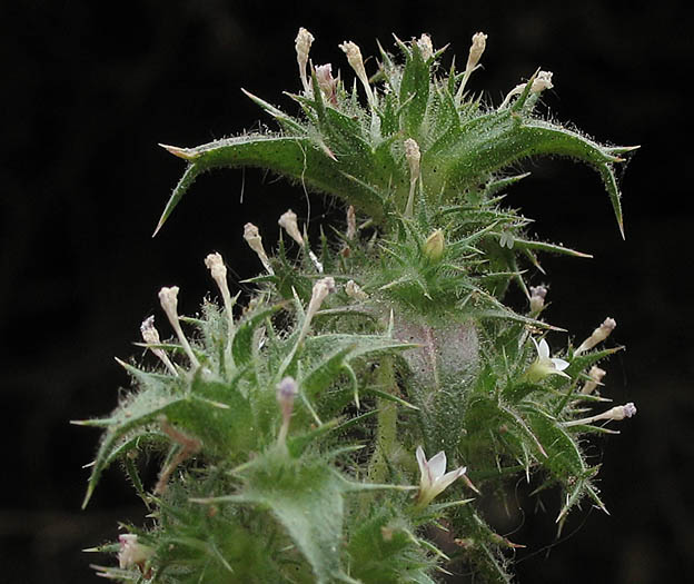 Detailed Picture 4 of Navarretia hamata ssp. leptantha