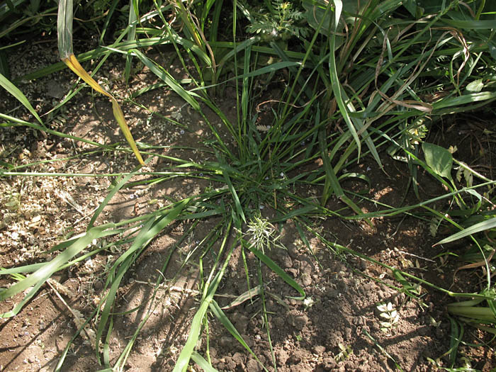 Detailed Picture 5 of Eragrostis barrelieri