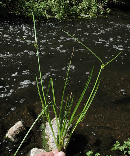 Detailed Picture 4 of Cyperus difformis