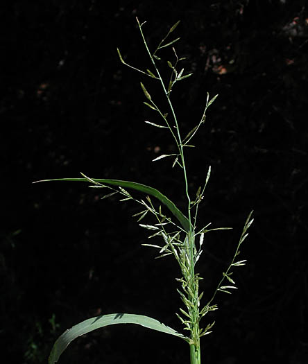 Detailed Picture 1 of Eragrostis barrelieri