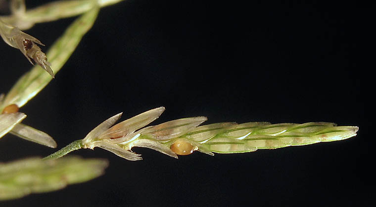 Detailed Picture 6 of Eragrostis barrelieri