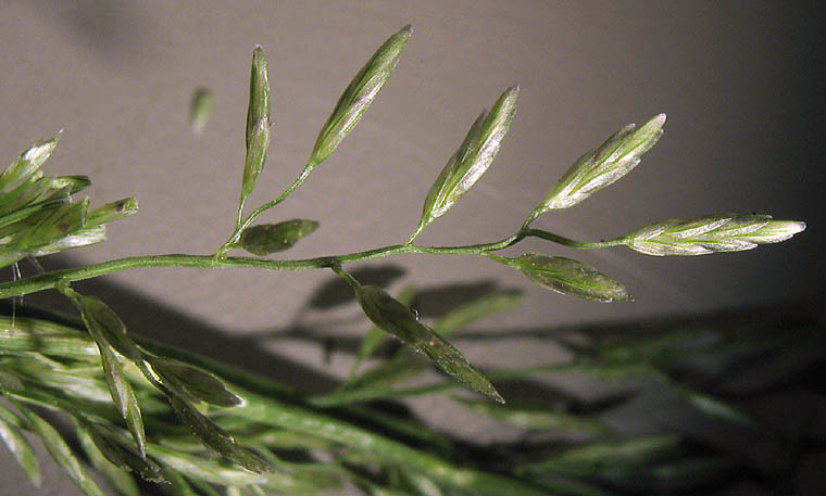 Detailed Picture 2 of Eragrostis barrelieri