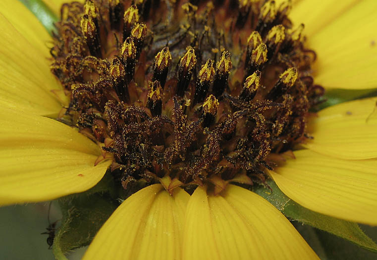 Detailed Picture 2 of Helianthus annuus