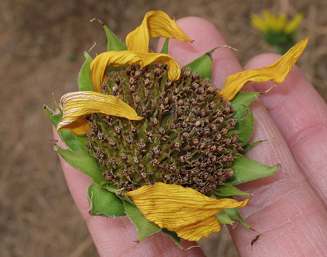 Detailed Picture 6 of Helianthus annuus
