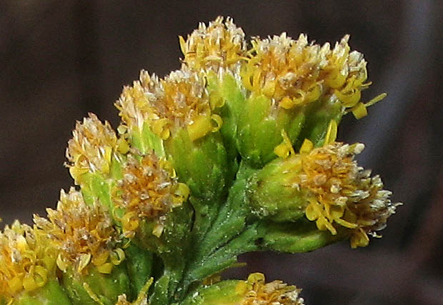 Detailed Picture 2 of Solidago velutina ssp. californica