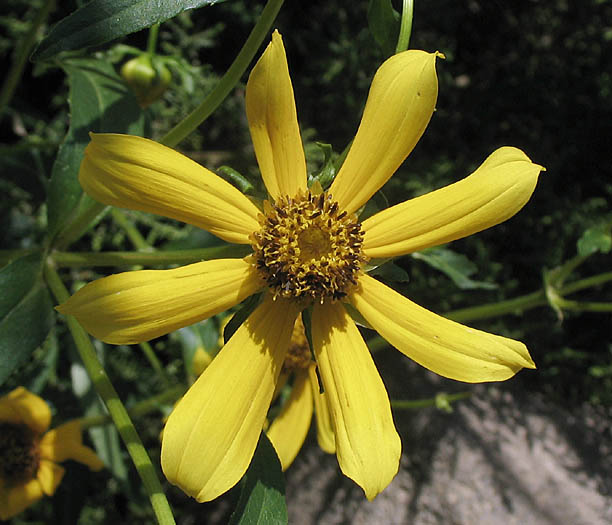 Detailed Picture 1 of Bidens laevis