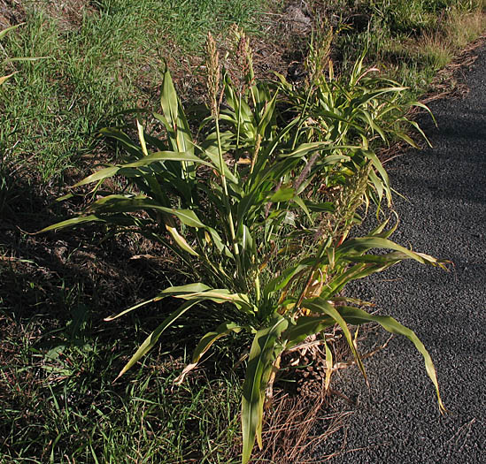 Detailed Picture 4 of Sorghum bicolor