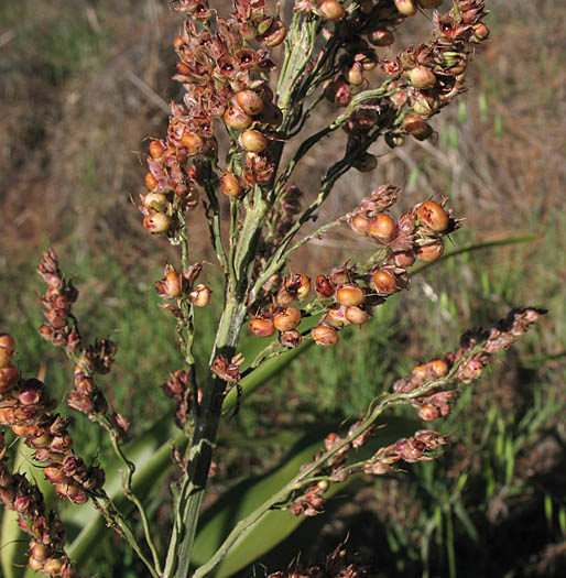 Detailed Picture 6 of Sorghum bicolor