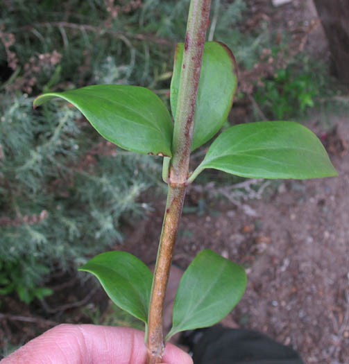 Detailed Picture 5 of Gambelia speciosa