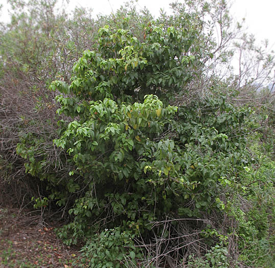 Detailed Picture 6 of Prunus ilicifolia ssp. lyonii