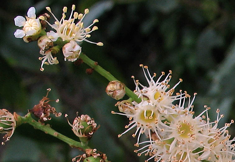 Detailed Picture 1 of Prunus ilicifolia ssp. lyonii